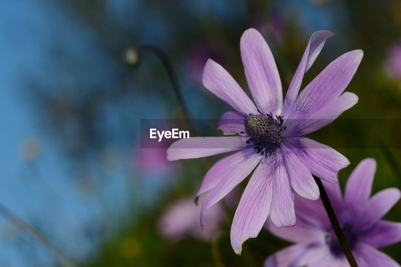 Close-up of purple flower