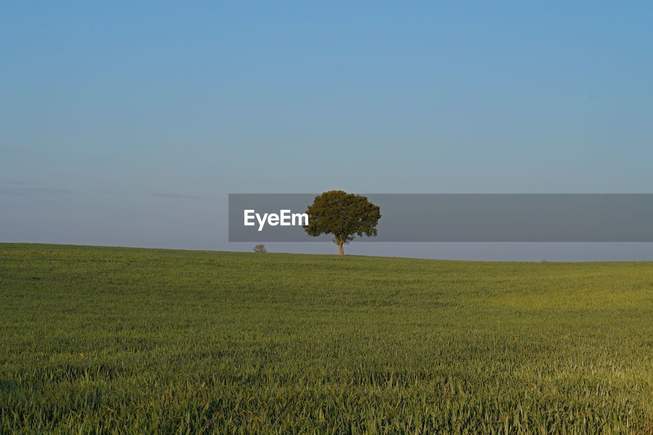 Scenic view of field against clear sky