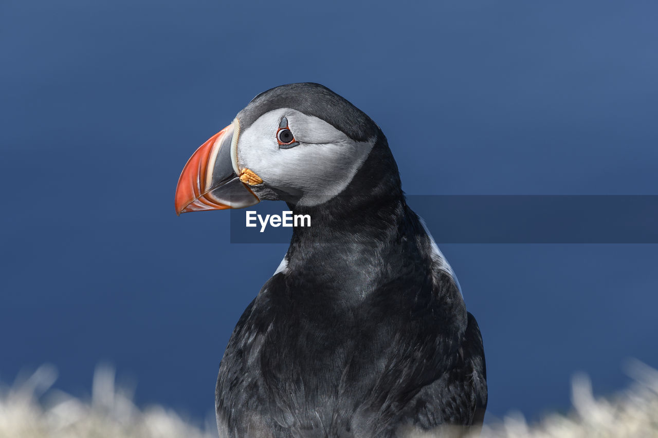 Close-up of puffin against blue sky