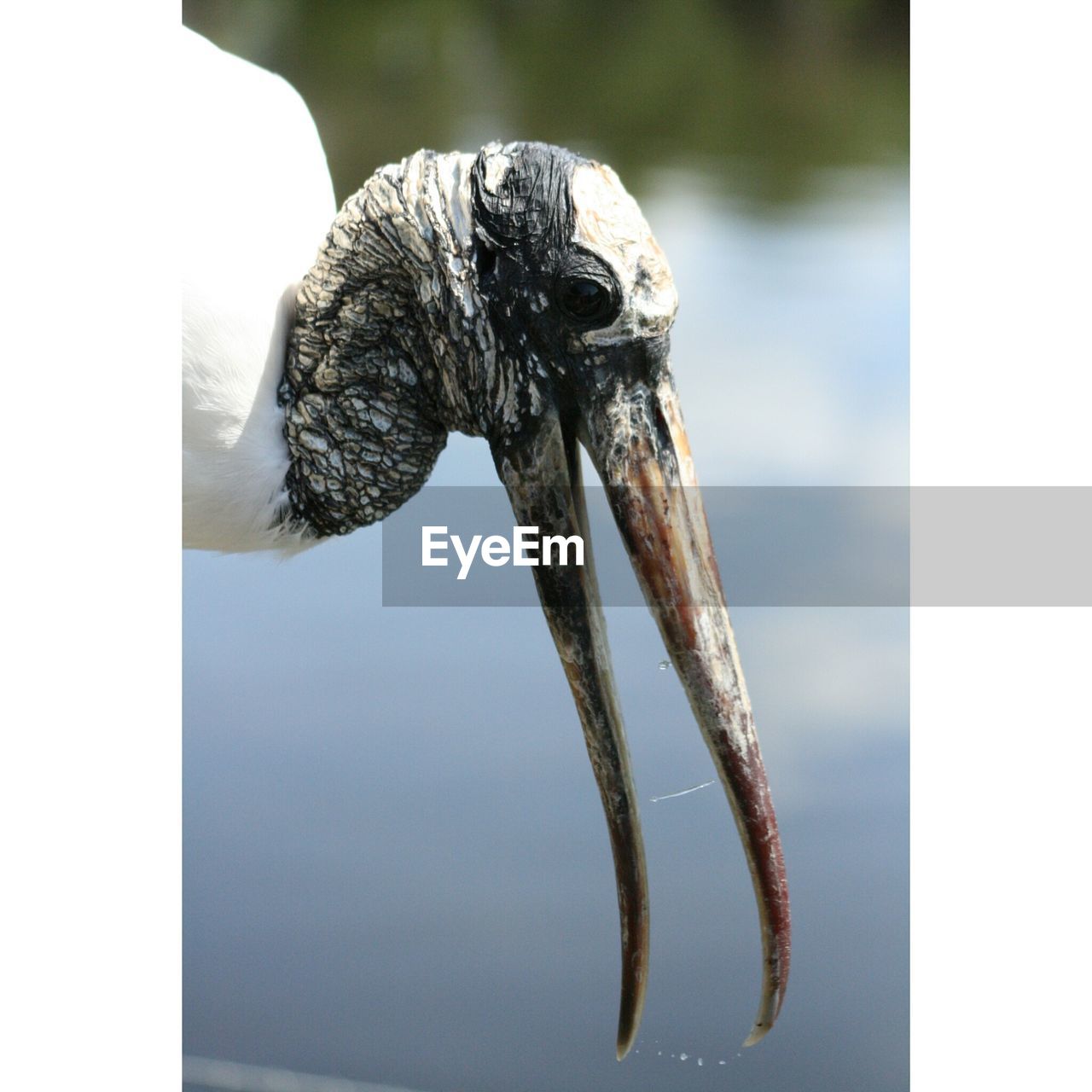 Close-up of bird on lake