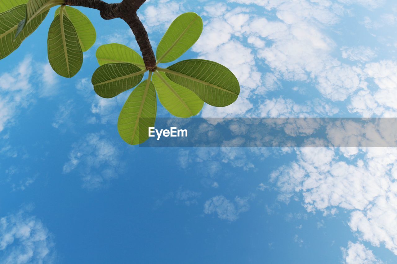 Beautiful green leaves on branches with blue sky backdrop. plumeria or frangipani leaf in garden.