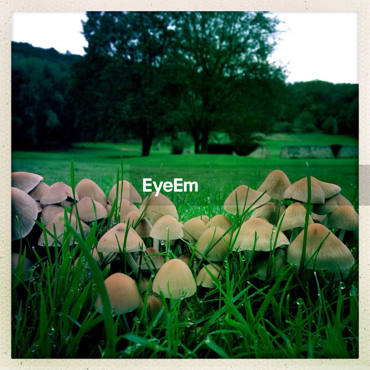 Mushrooms growing in park