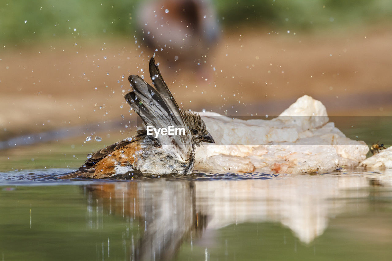 nature, water, bird, reflection, animal themes, animal, wildlife, lake, animal wildlife, one animal, no people, outdoors, beauty in nature, winter, selective focus, day, environment