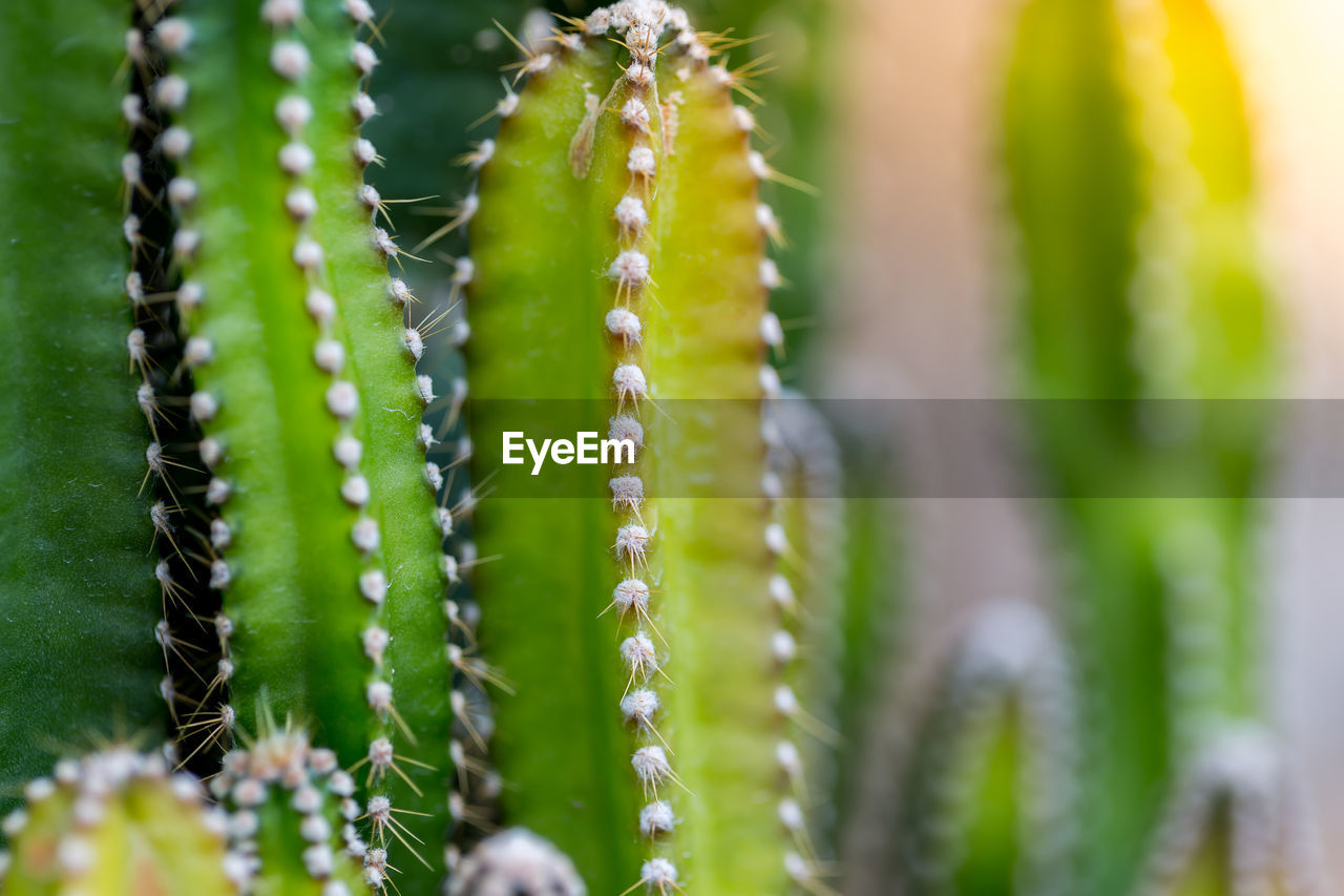 Cactus with sharp thorns,copy space.