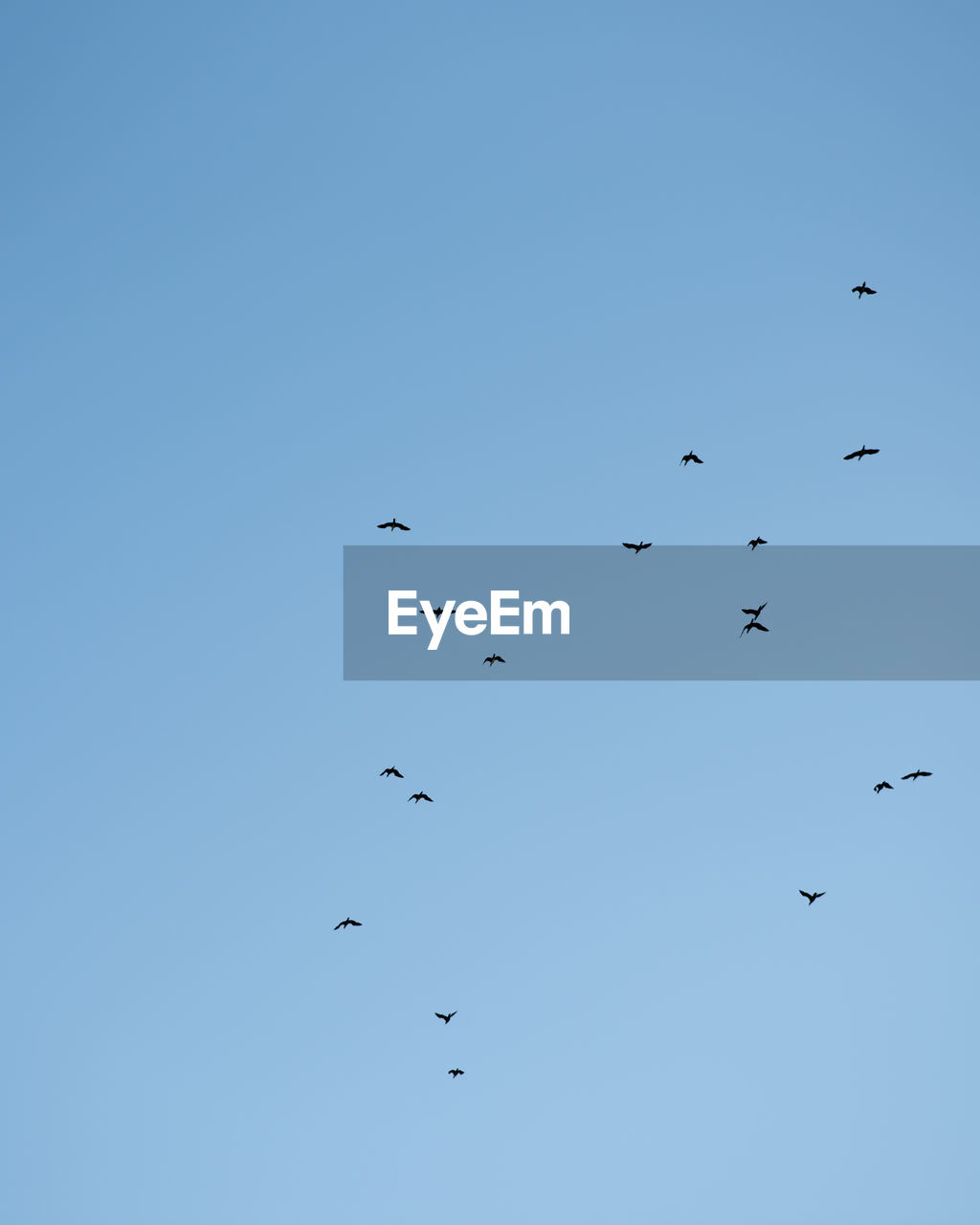 Low angle view of birds flying against clear sky
