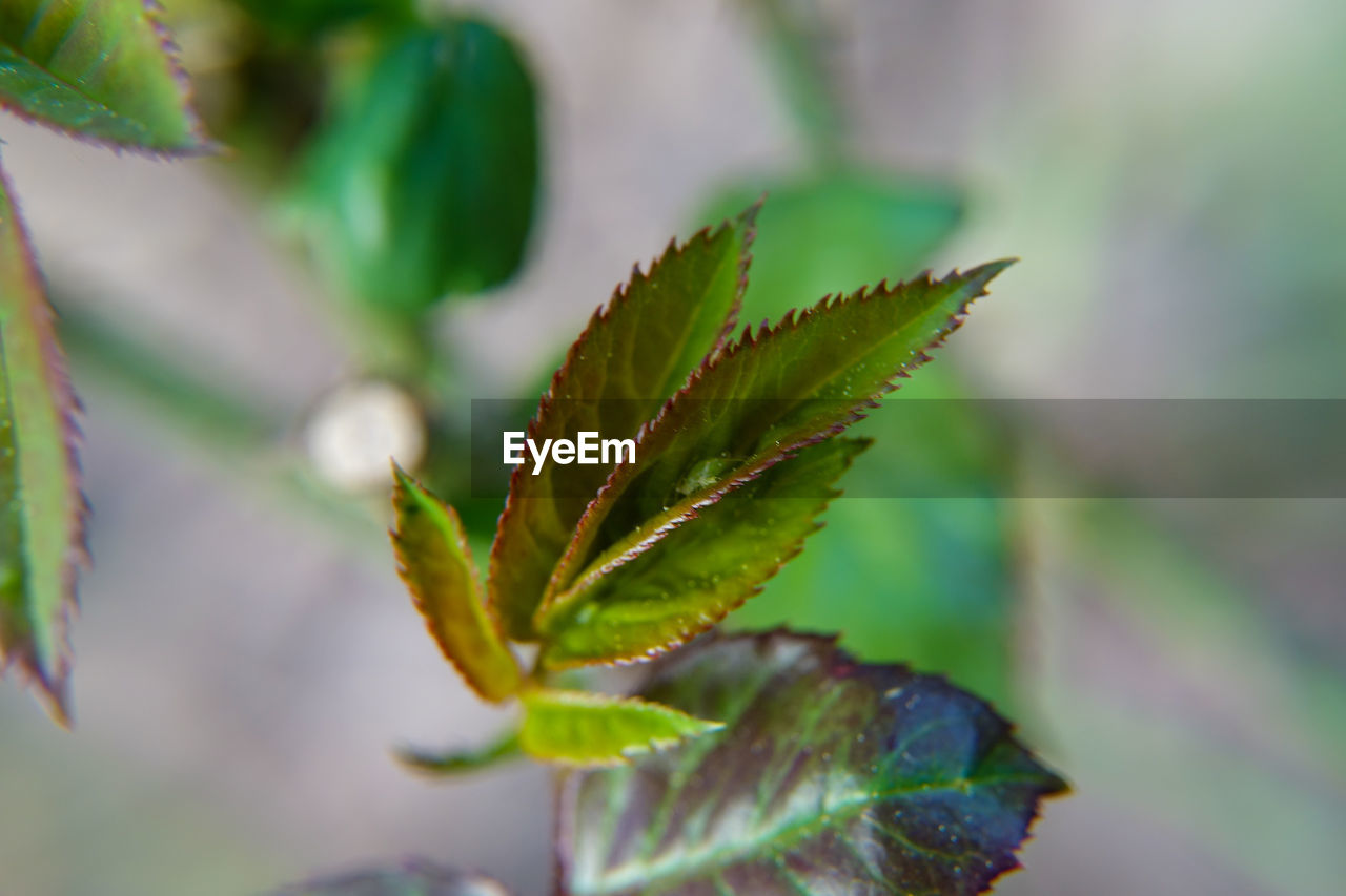 CLOSE-UP OF FRESH GREEN LEAVES