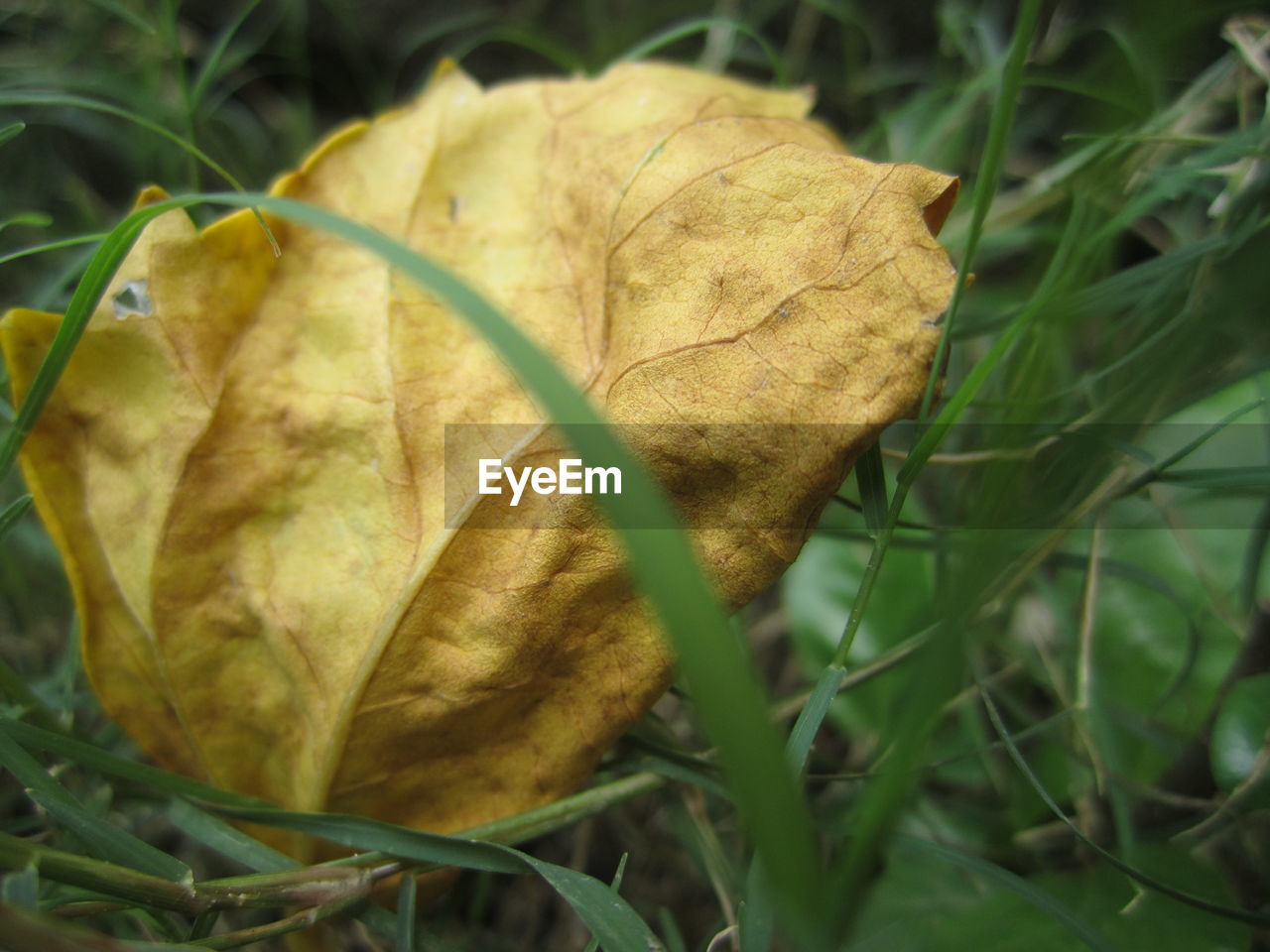 CLOSE-UP OF AUTUMN LEAF