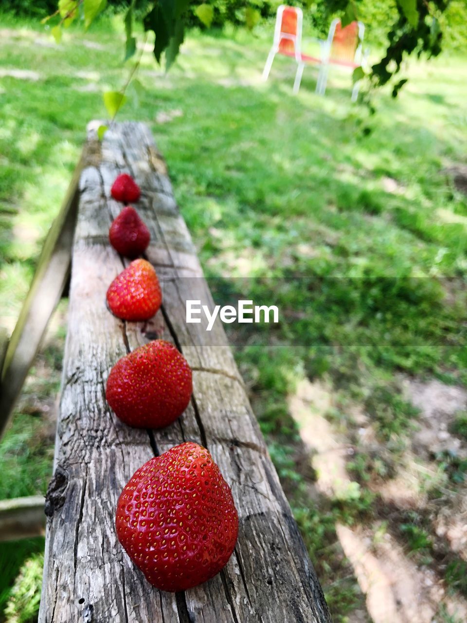 CLOSE-UP OF STRAWBERRIES IN TREE