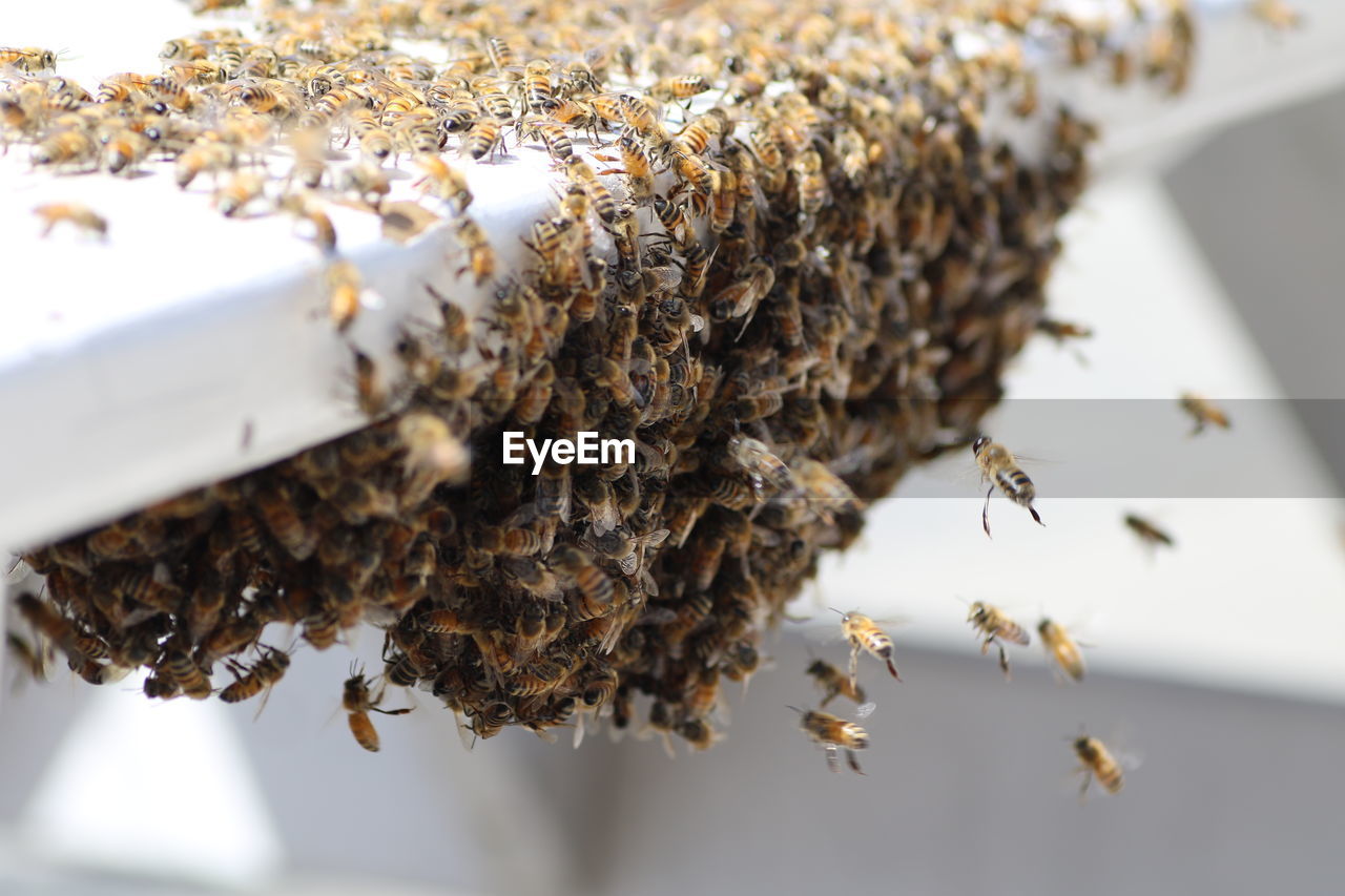 Close-up of honeybees