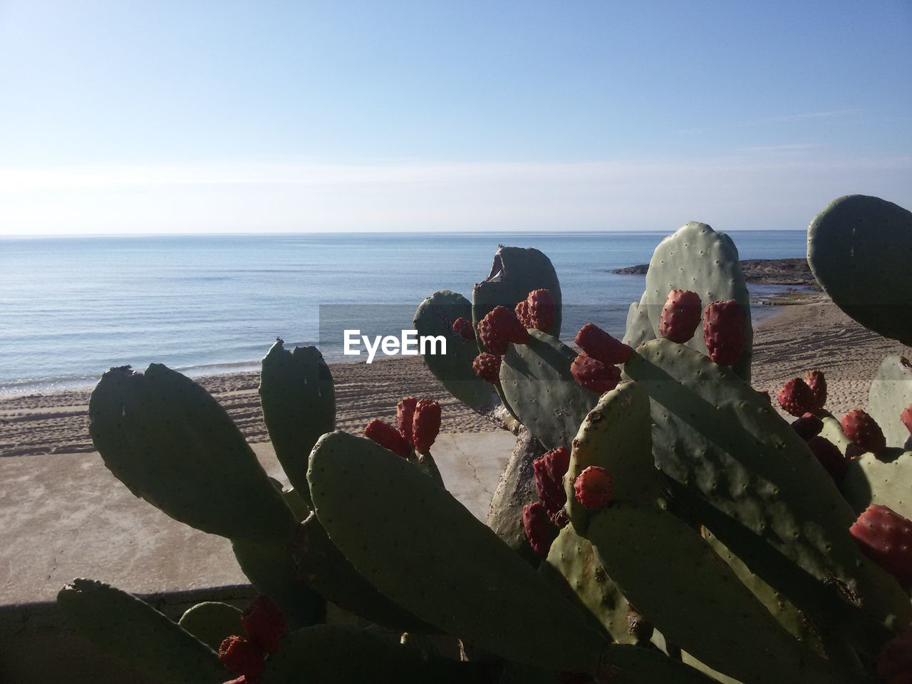 CLOSE-UP OF CACTUS AGAINST SEA