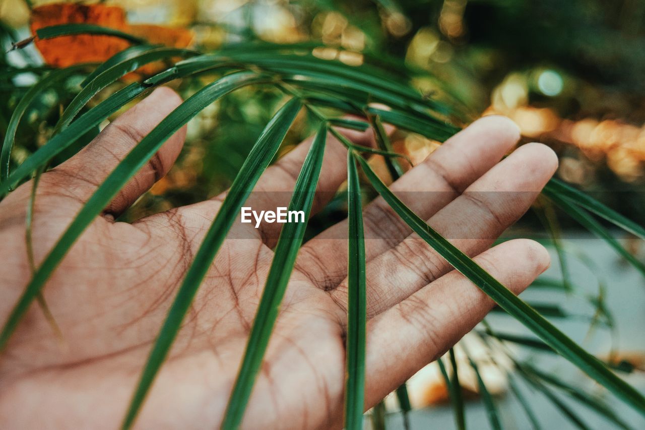 CLOSE-UP OF HAND ON GREEN LEAF