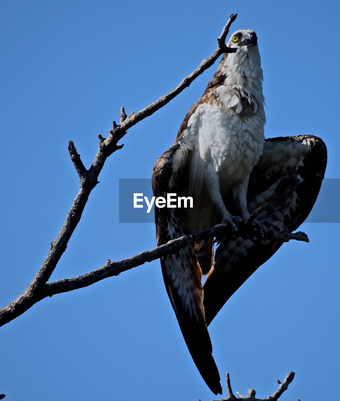 Low angle view of eagle perching on branch against clear blue sky