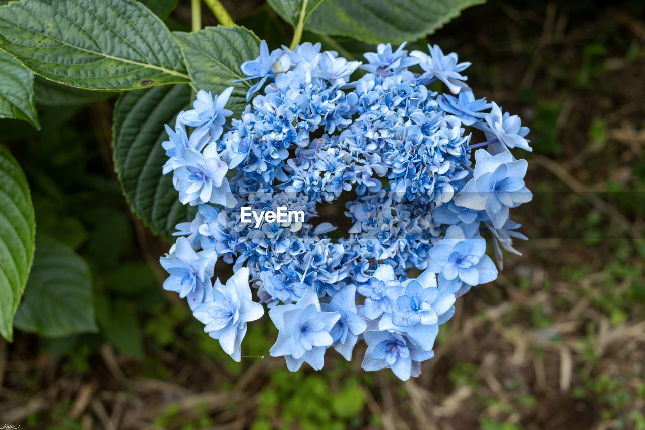 flower, plant, flowering plant, beauty in nature, nature, close-up, freshness, growth, blue, leaf, fragility, plant part, petal, flower head, inflorescence, no people, wildflower, focus on foreground, outdoors, hydrangea, day, purple, botany, high angle view, white