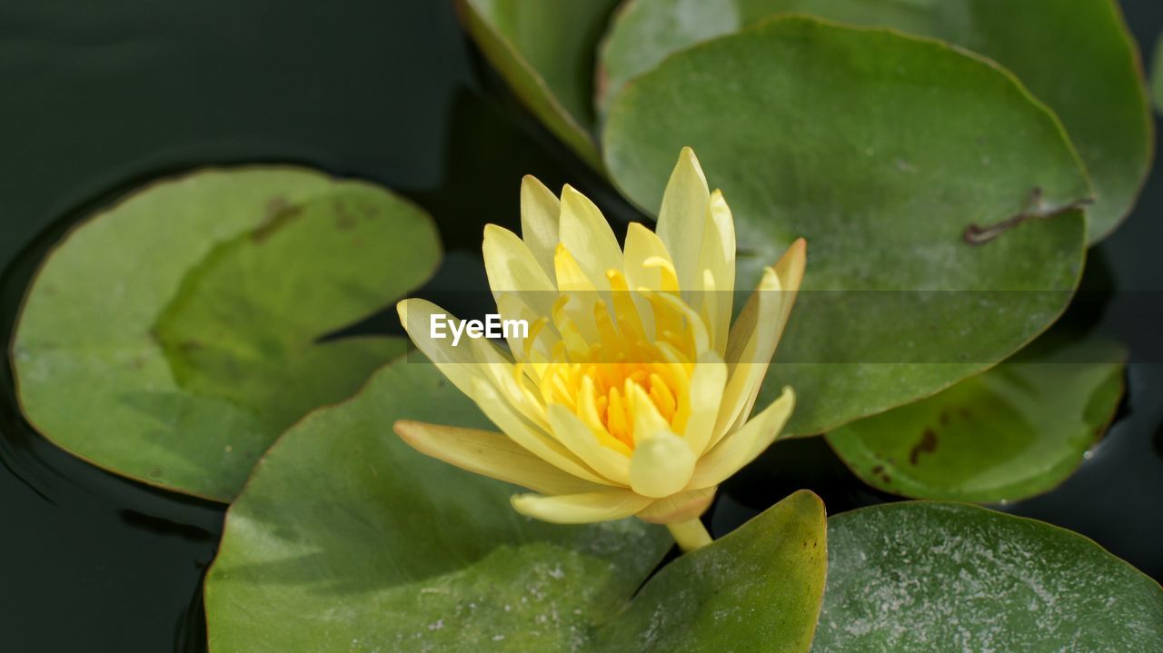 Close-up of yellow water lily blooming in pond