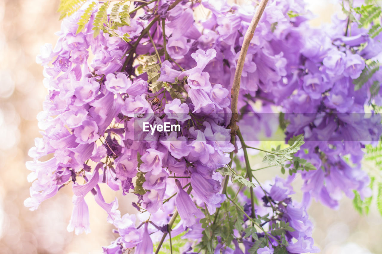 Close-up of purple flowering plants