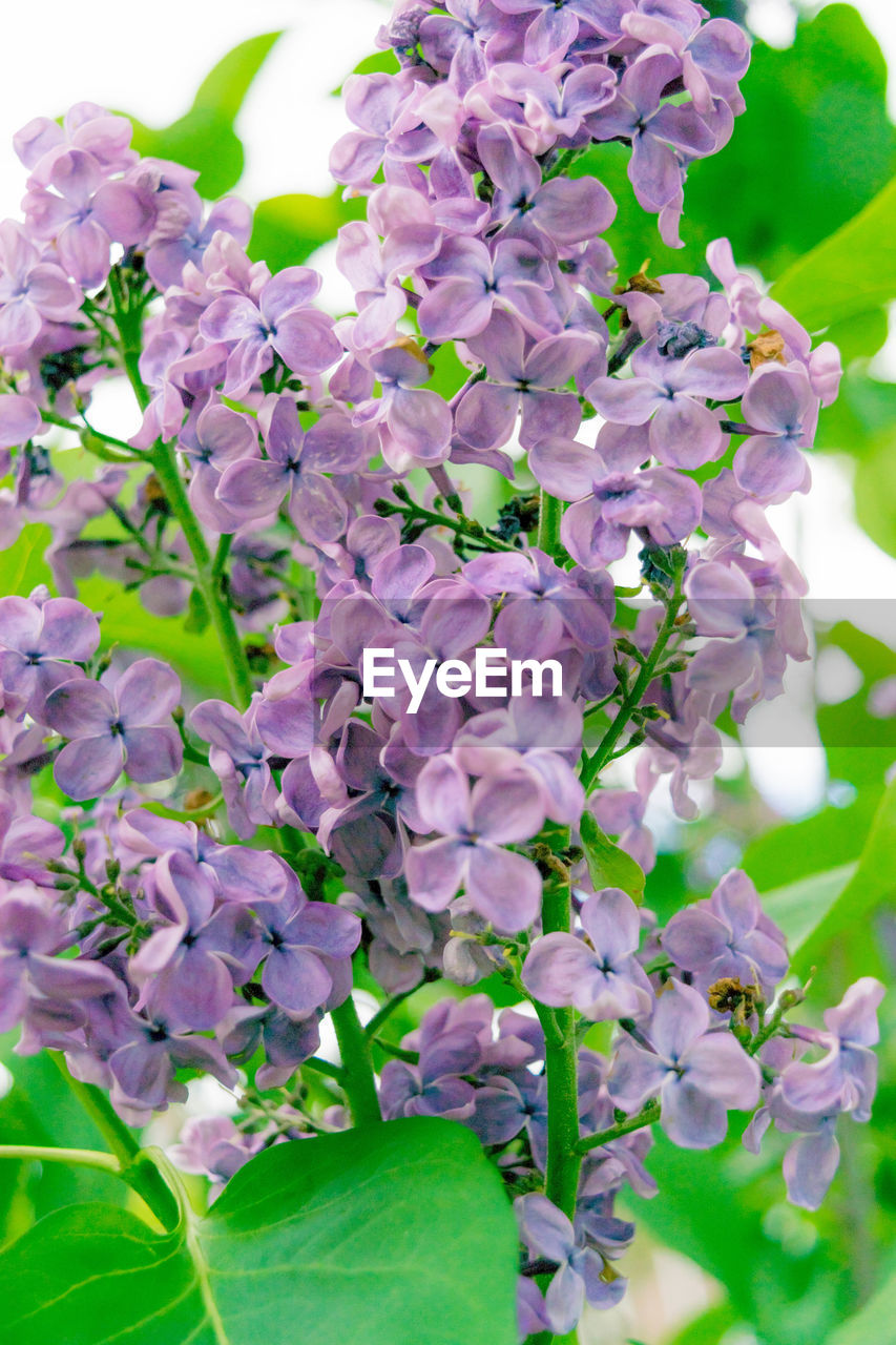CLOSE-UP OF FLOWERS BLOOMING ON PLANT