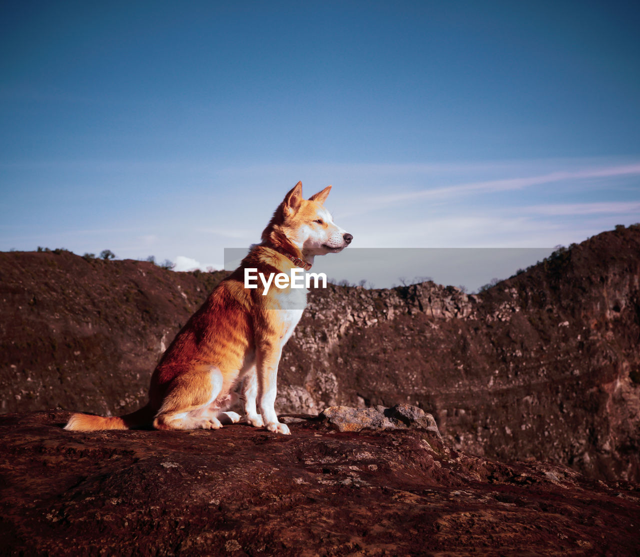 Dog sitting on rock against sky