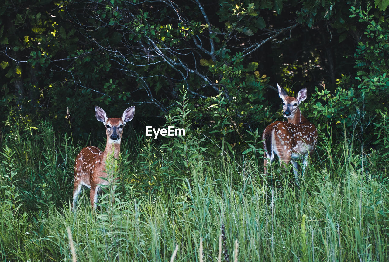 Deer fawns in a field