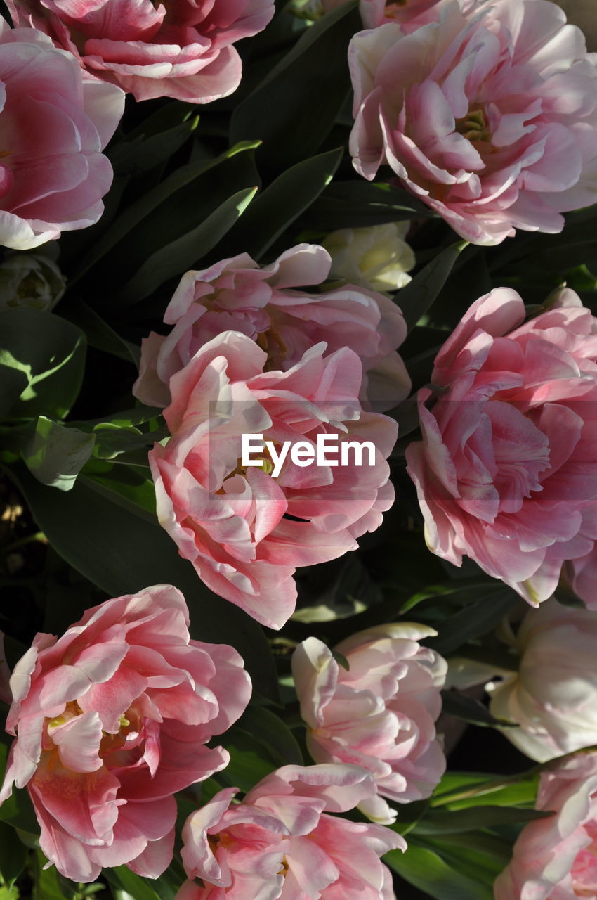 CLOSE-UP OF PINK ROSES ON PLANT