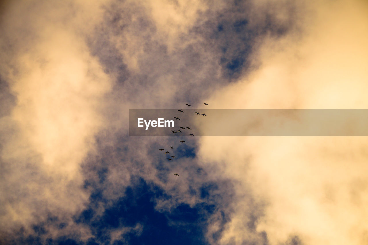 Low angle view of birds flying against cloudy sky