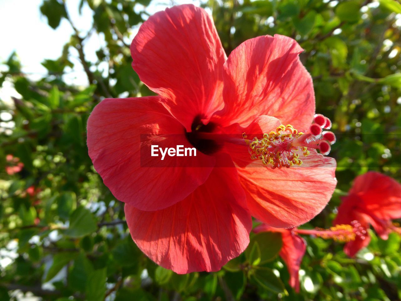 CLOSE-UP OF RED HIBISCUS BLOOMING IN PARK