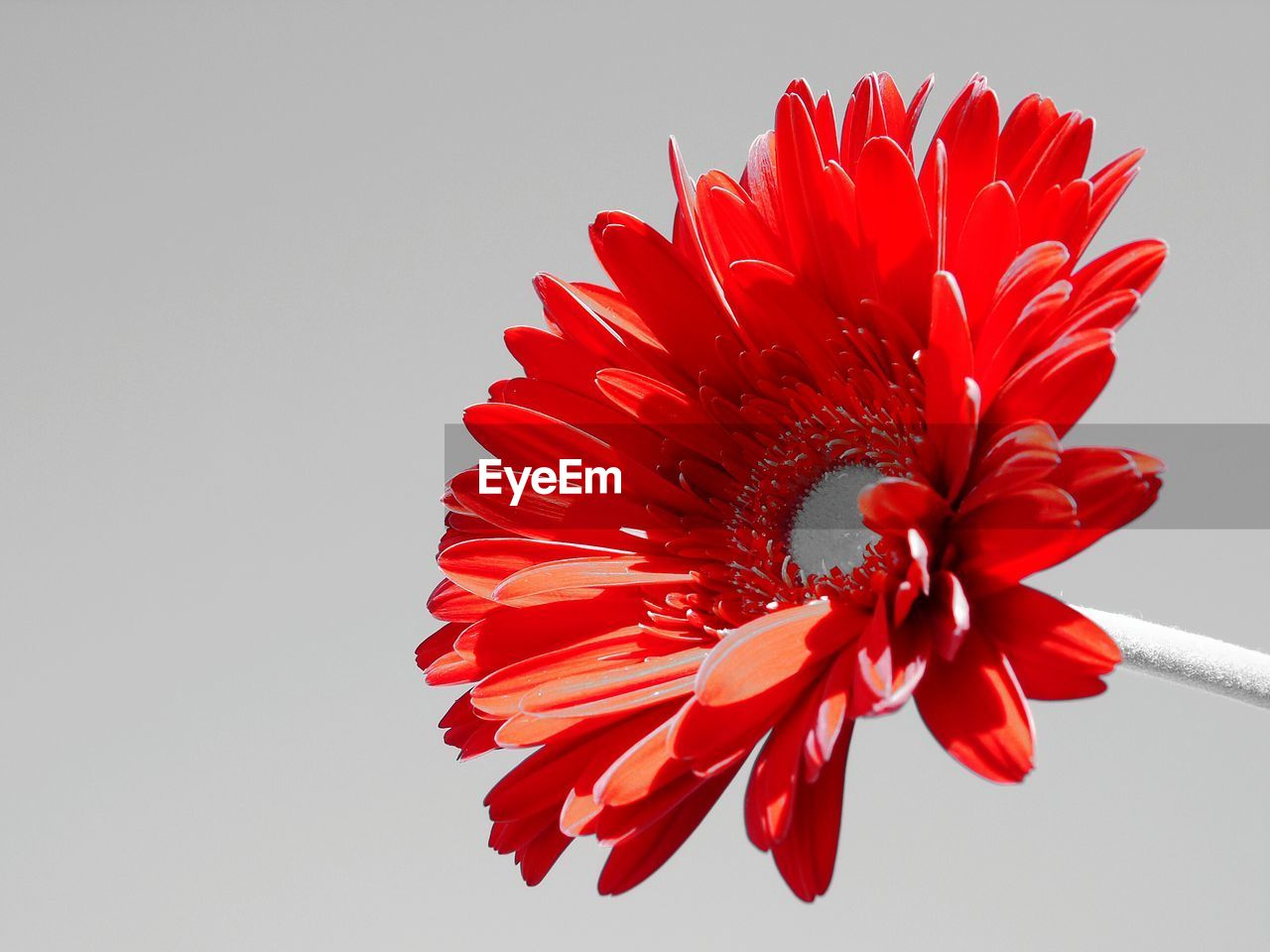 CLOSE-UP OF RED HIBISCUS