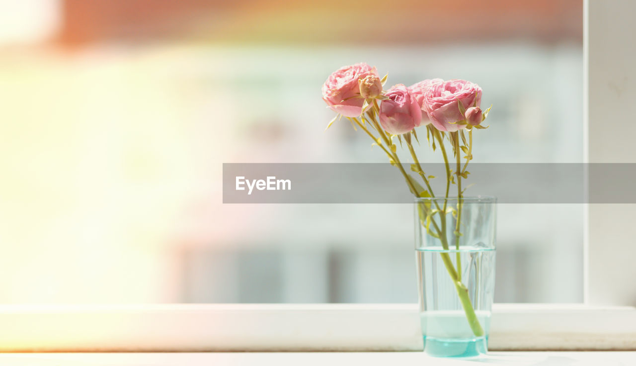 CLOSE-UP OF PINK FLOWER IN VASE