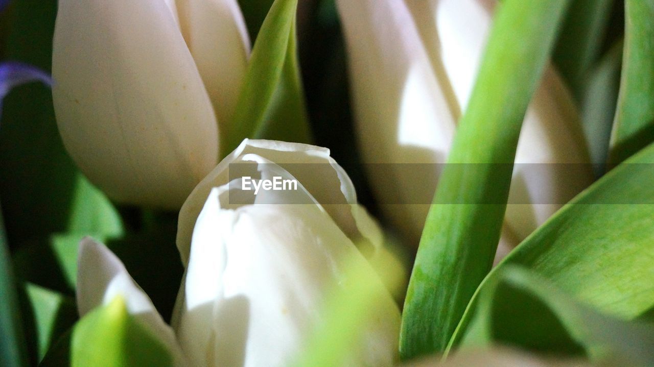 CLOSE-UP OF LIZARD ON FLOWER