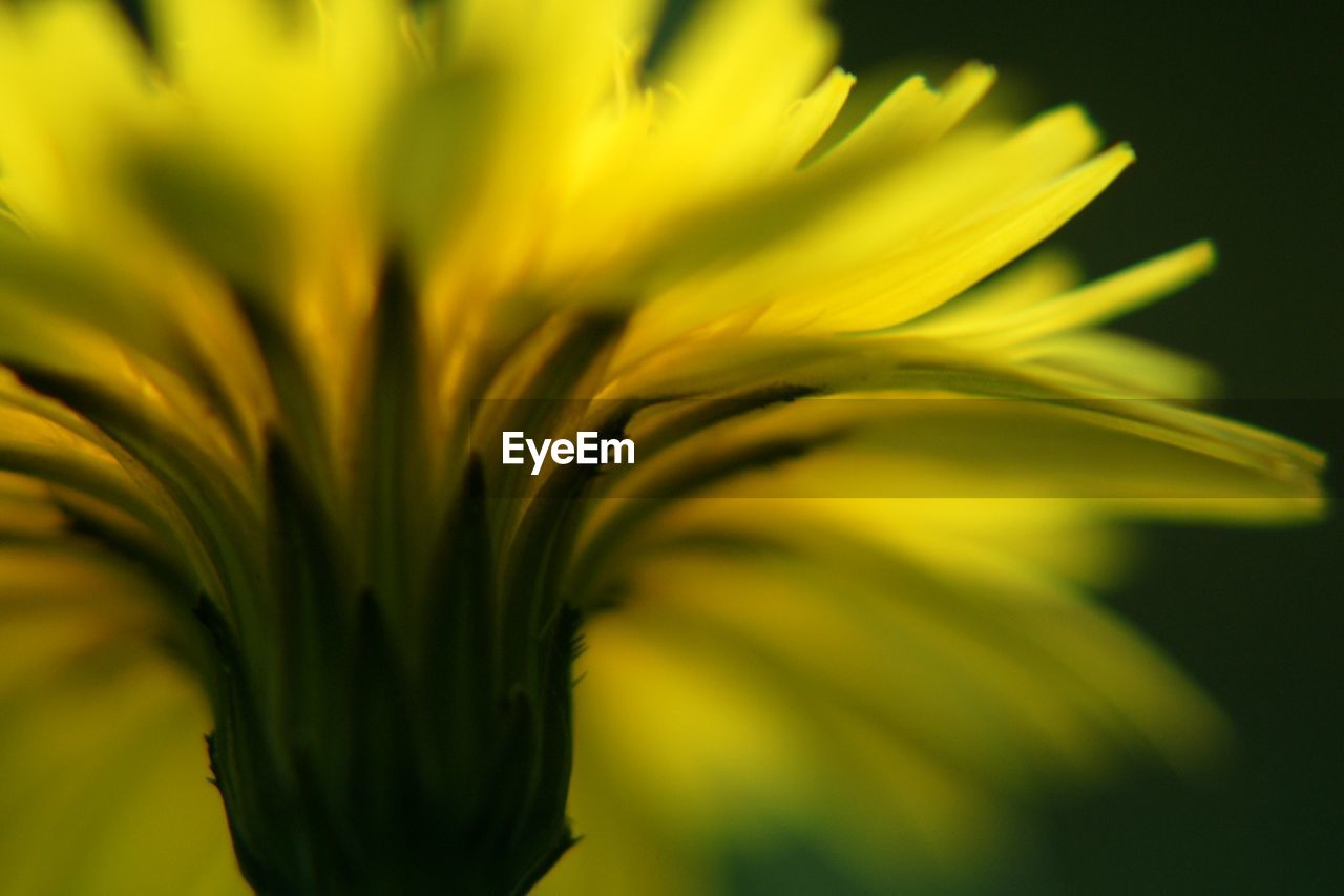 CLOSE-UP OF YELLOW FLOWER PLANT