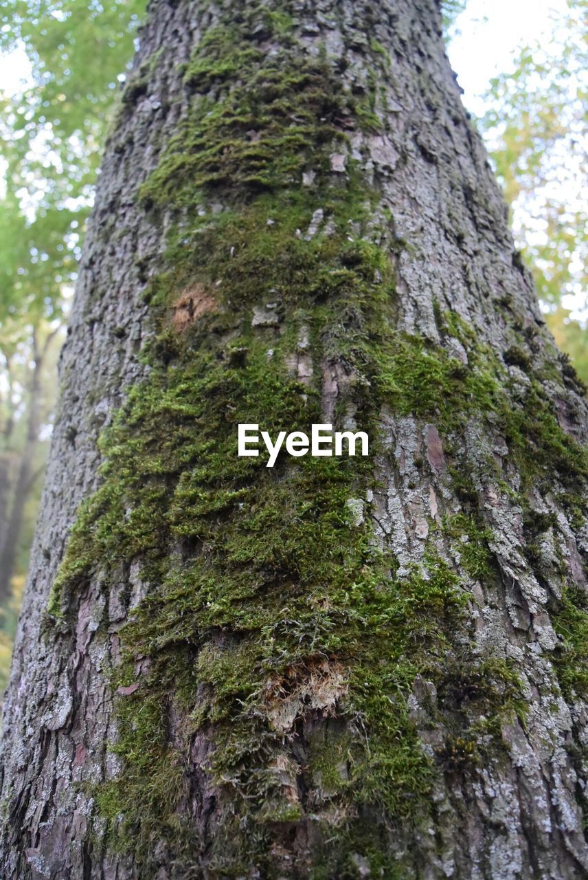 LOW ANGLE VIEW OF TREE TRUNK AGAINST SKY