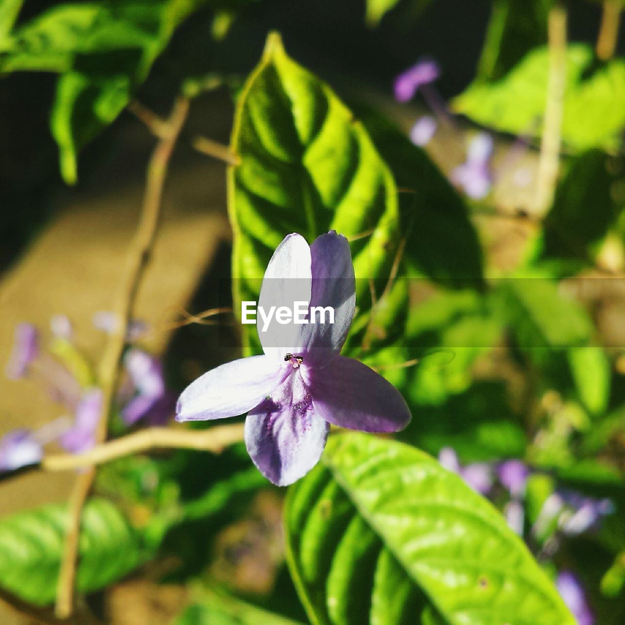 Close-up of purple flower growing outdoors