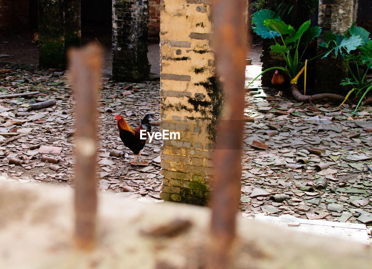 View of chickens through fence