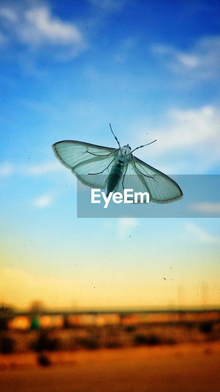 CLOSE-UP OF INSECT FLYING OVER LAND