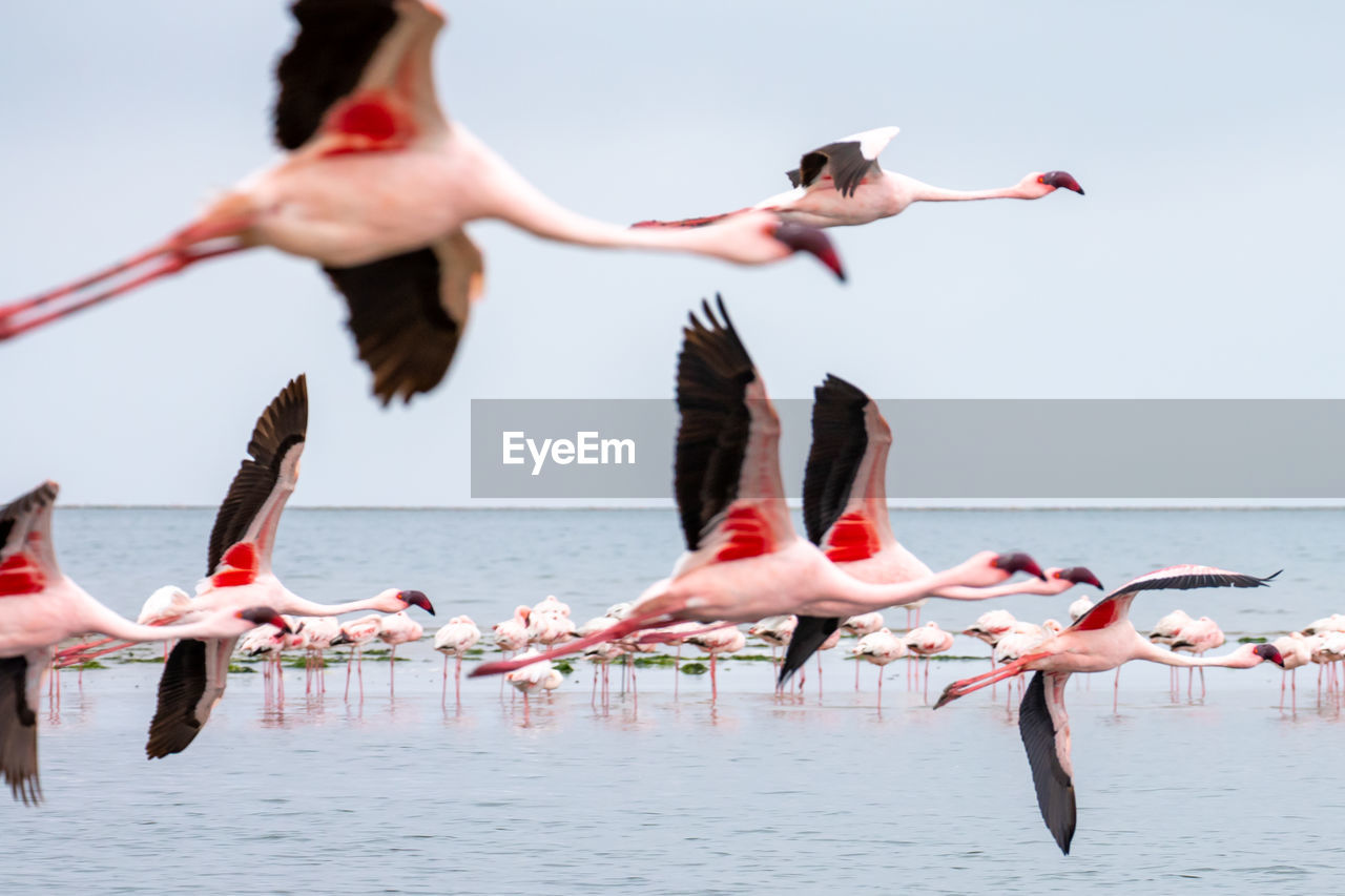 flamingo, bird, water, animal, animal wildlife, animal themes, wildlife, flying, group of animals, sea, nature, large group of animals, flock of birds, motion, full length, mid-air, day, spread wings, animal body part, water bird, sports, beauty in nature, sky, outdoors, adult, elegance, seabird