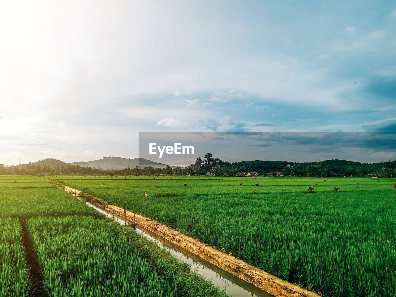 Scenic view of agricultural field against sky