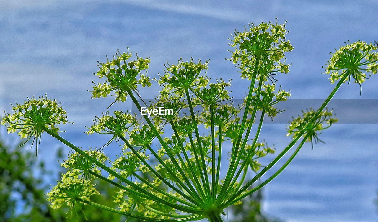 LOW ANGLE VIEW OF FLOWERS GROWING ON TREE