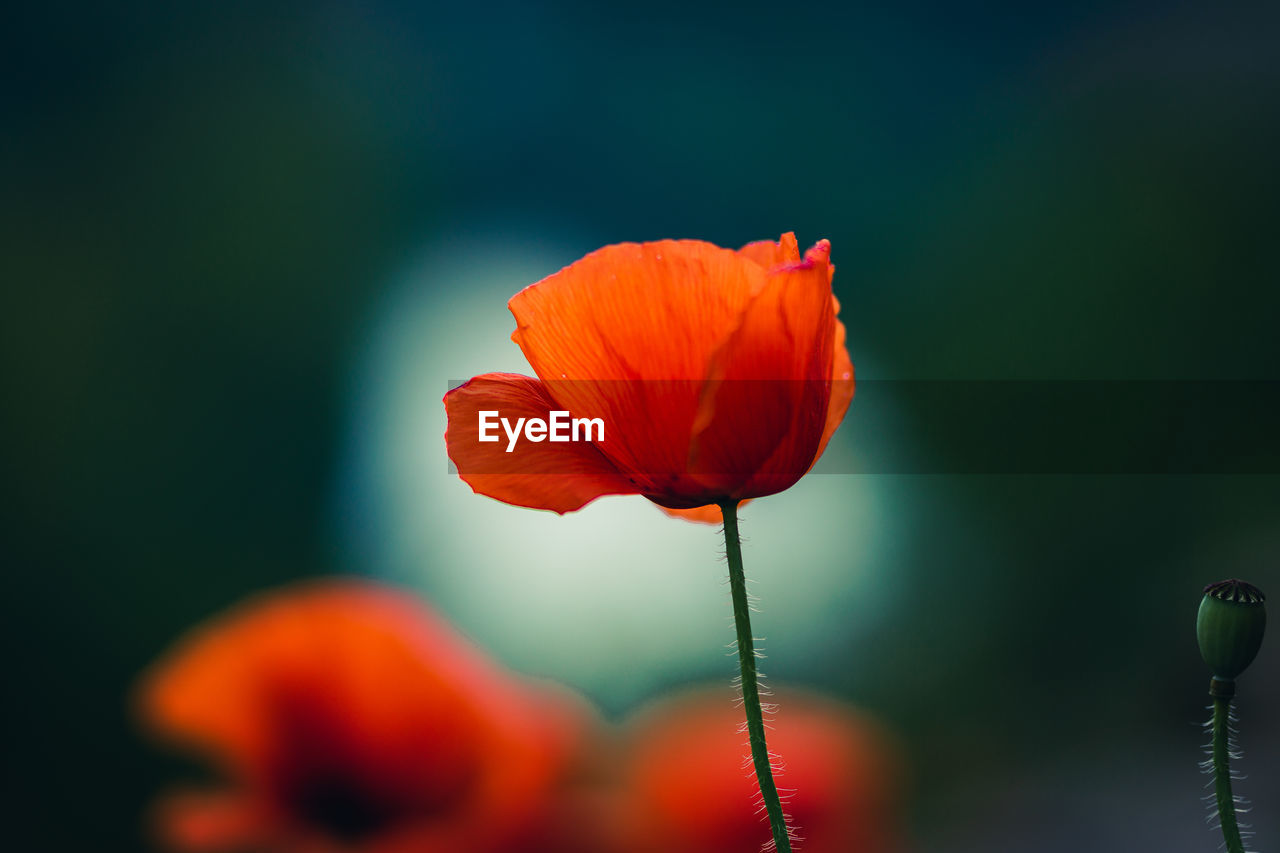 CLOSE-UP OF RED POPPY