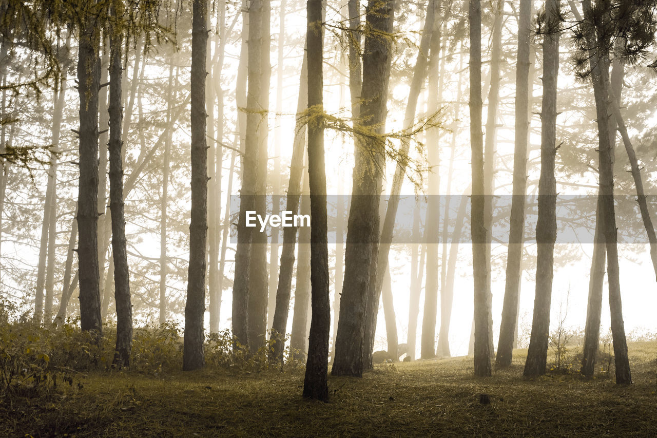 Sunlight streaming through trees in forest