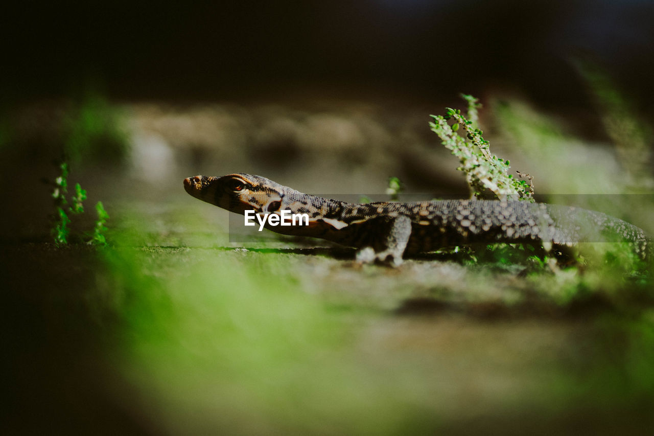 CLOSE-UP OF A LIZARD ON A BLURRED BACKGROUND