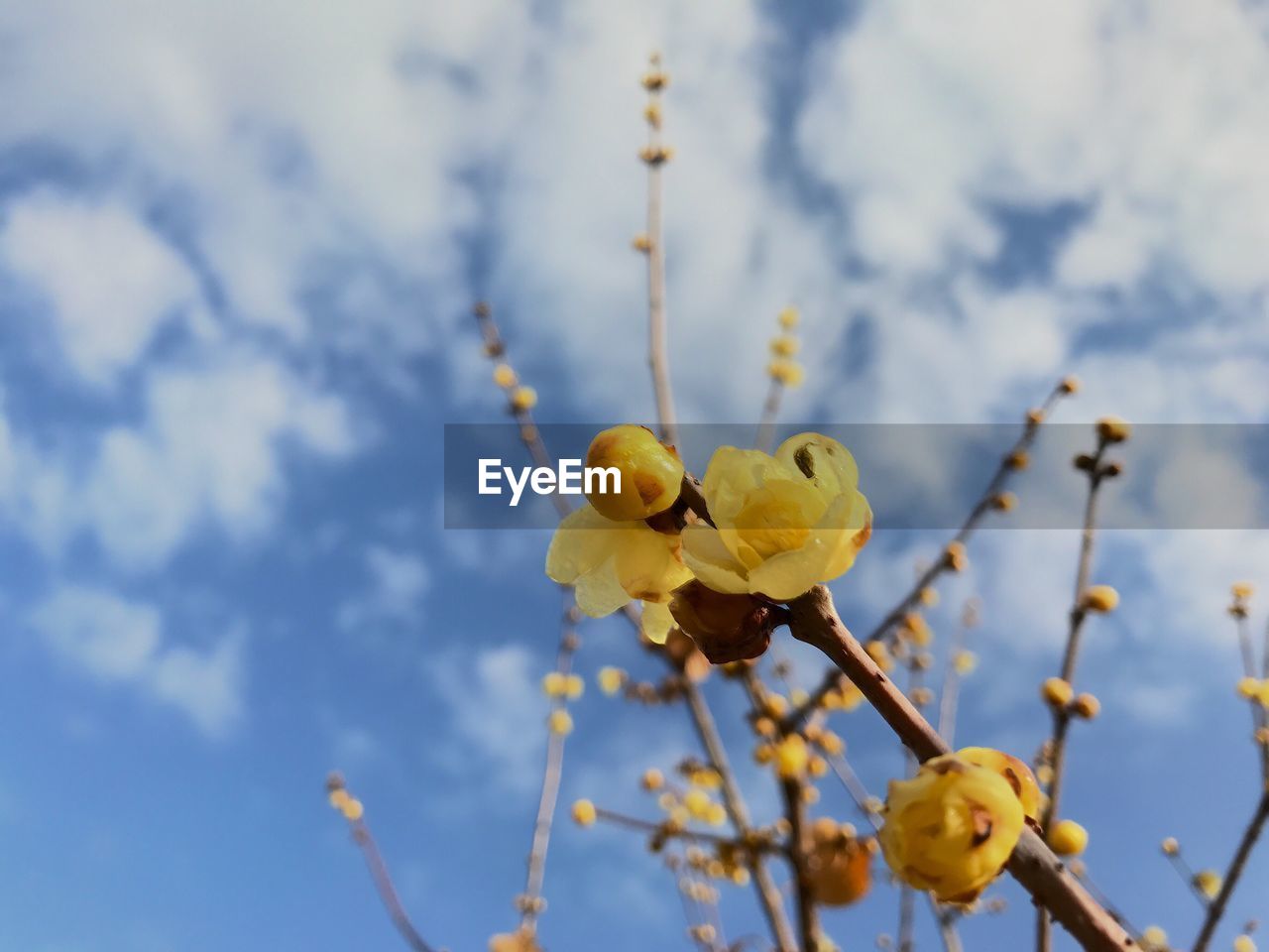 LOW ANGLE VIEW OF YELLOW FLOWER PERCHING ON TREE