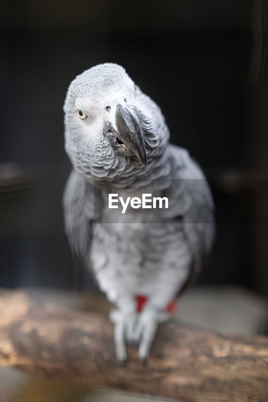 CLOSE-UP OF A PARROT