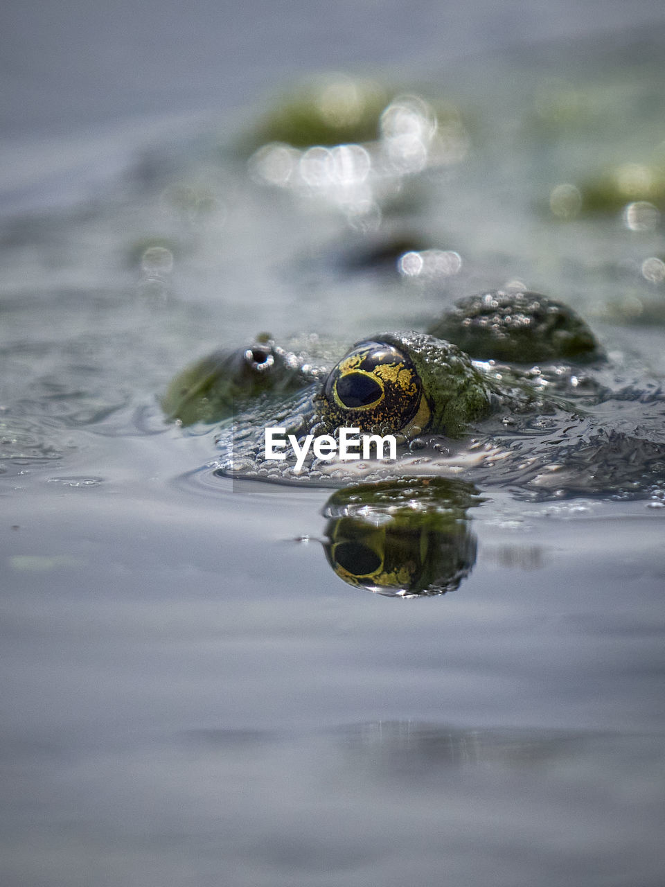 CLOSE UP OF FROG IN LAKE