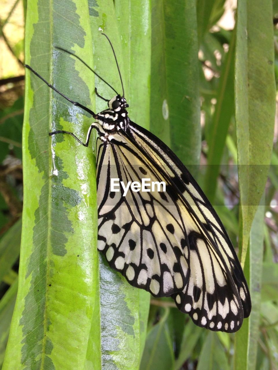 Close up view of black and white butterfly