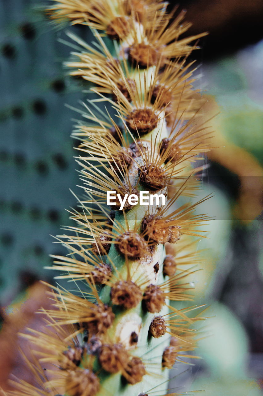 CLOSE-UP OF CACTUS PLANT