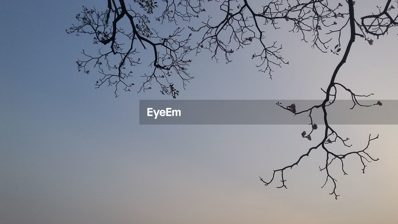 LOW ANGLE VIEW OF SILHOUETTE TREE AGAINST CLEAR SKY