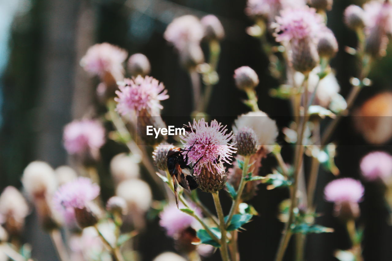 CLOSE-UP OF PURPLE FLOWERING PLANTS