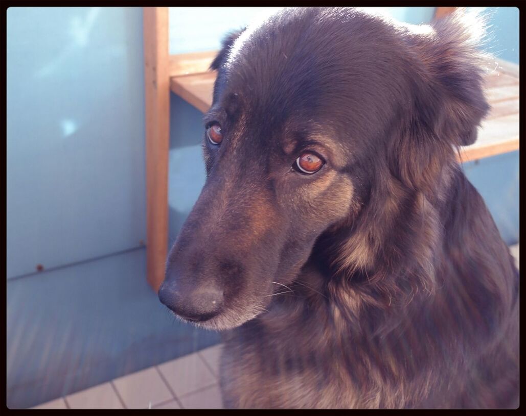 CLOSE-UP OF DOG LOOKING UP