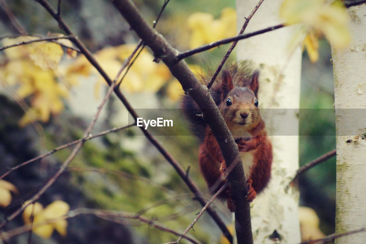 Close-up portrait of squirrel on branch