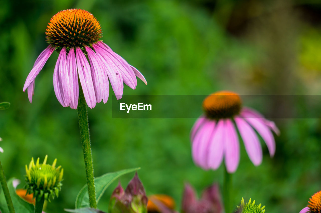 Close-up of purple coneflower blooming outdoors