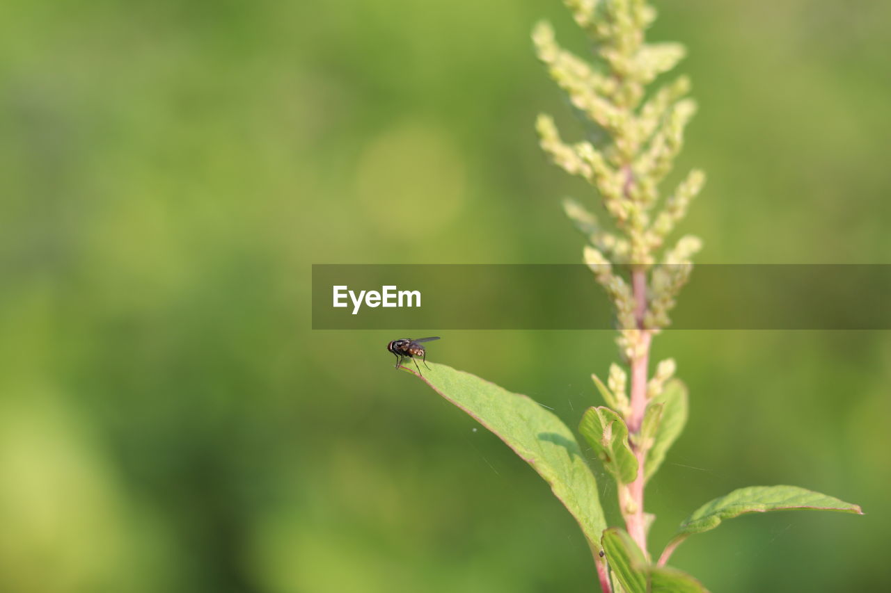 Close-up of insect on plant